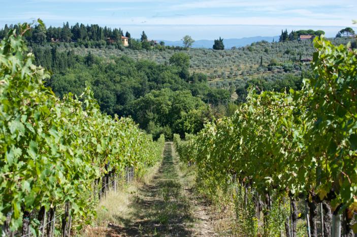 Il vino si fa in vigna: la gestione del verde